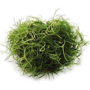 超級爽脆停不了口 岡羊栖菜 100g （山形縣産）