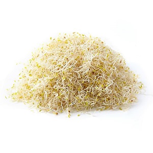 生吃爽口 苜蓿幼芽菜 100g （岐阜縣産）