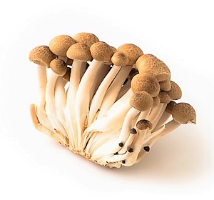 爽口食感 本菇 100g (長野縣産)