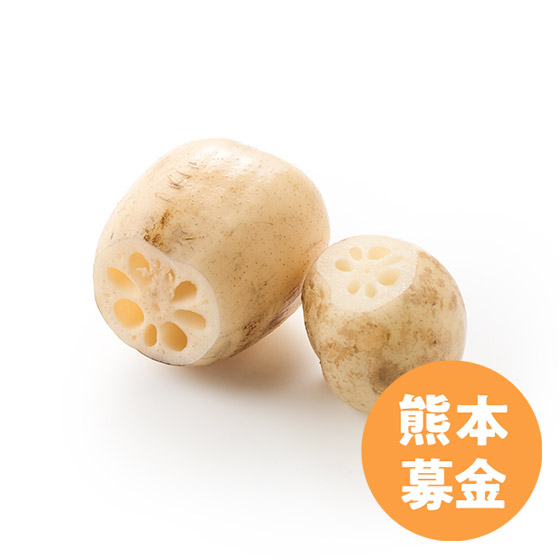 【+3元熊本募款】爽脆口感適合小炒 有明新蓮藕 (熊本縣產)