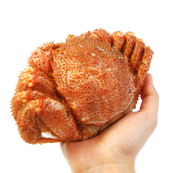 濃厚蟹膏 北海道極上級毛蟹 2隻 共1kg (大) 賞味期限31/10