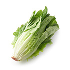 羅馬生菜 (長野県縣産)
