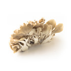 推薦牛油燒或鹽燒 蝦夷舞茸 100g (北海道産)