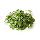 霜降菠菜幼苗 30g (埼玉縣産)