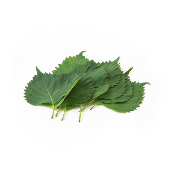 香氣芬芳 大葉10塊 (愛知縣産)