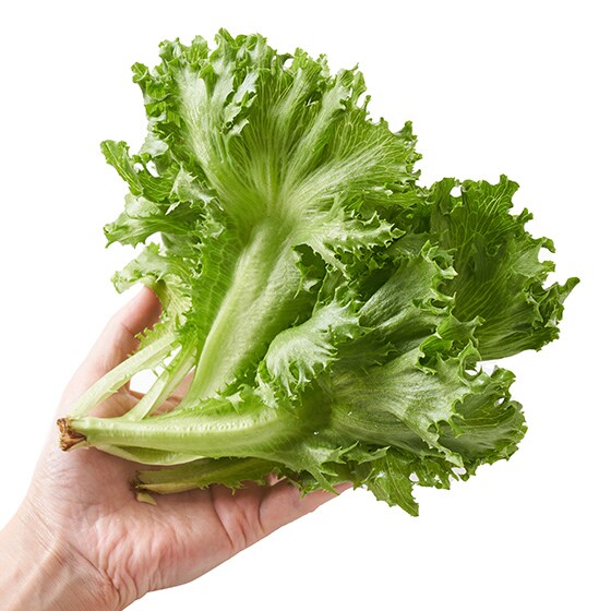 用來做新鮮沙律 爽脆生菜60g-(山梨縣産)