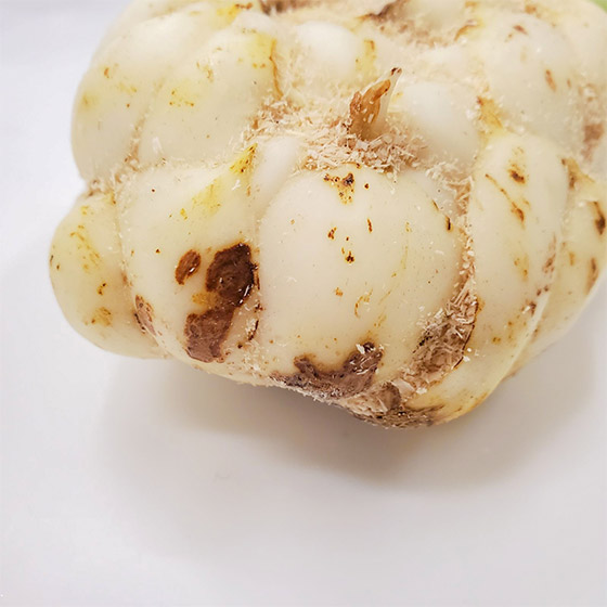 清炒煲湯都得 百合 1個(北海道産)