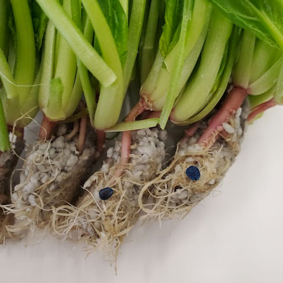 【大容量】幾乎沒有苦澀味 沙律菠菜 (和歌山縣産)