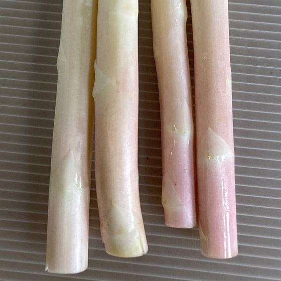 較少見的品種 白蘆筍 (佐賀縣産)