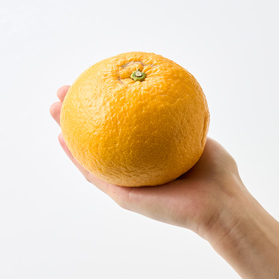 優雅的香氣 駿河甘夏 (静岡縣産)