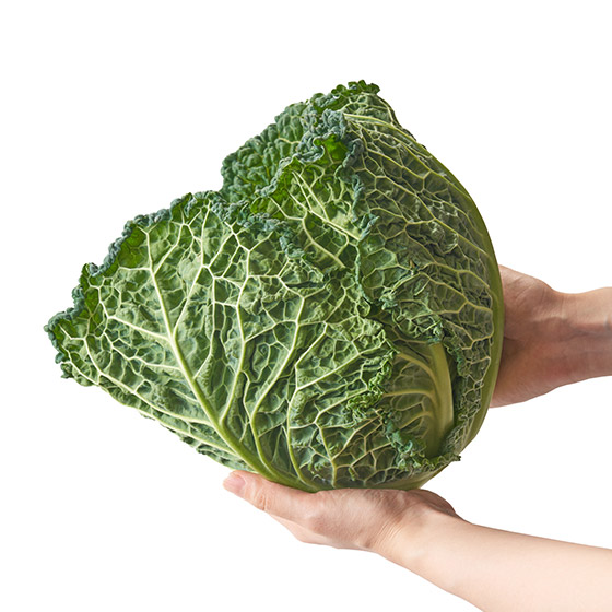 燉煮後水潤多汁 迷你皺葉椰菜 1個(埼玉縣産)