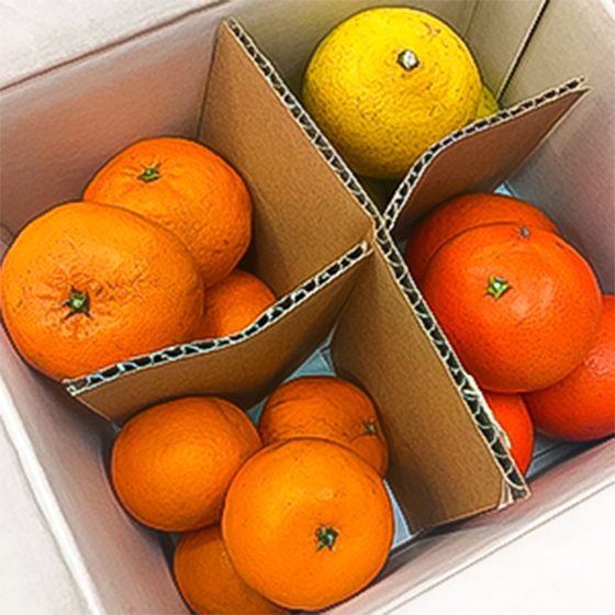 一次過比拼！當造4款柑橘組合 1.5kg