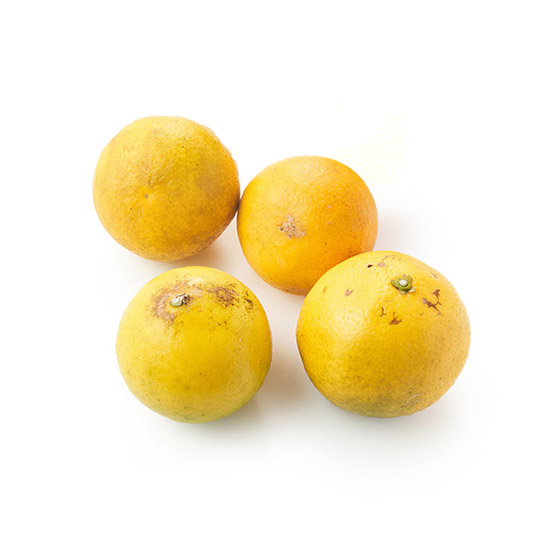 清爽香甜 日向夏(宮崎縣産)