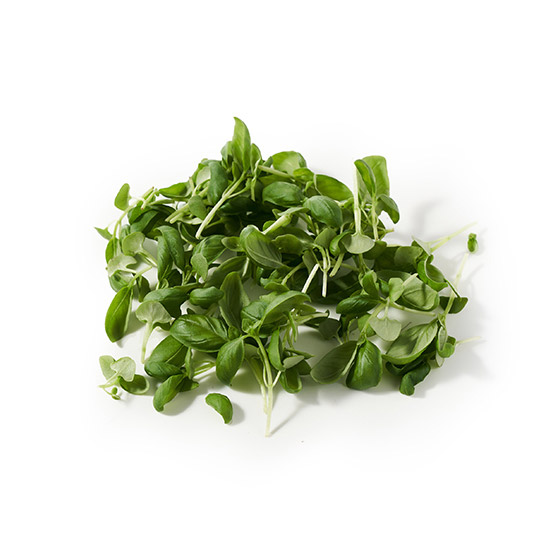 配菜用 小羅勒（靜岡縣產）