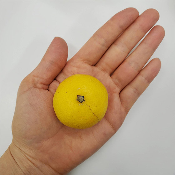 令人一吃停不了口的美味 黄金柑(熊本縣産)