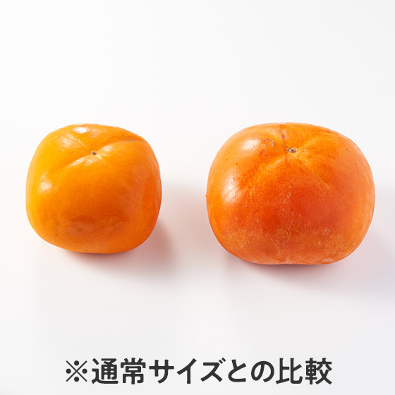 大粒黑蜜柿 (熊本縣產)