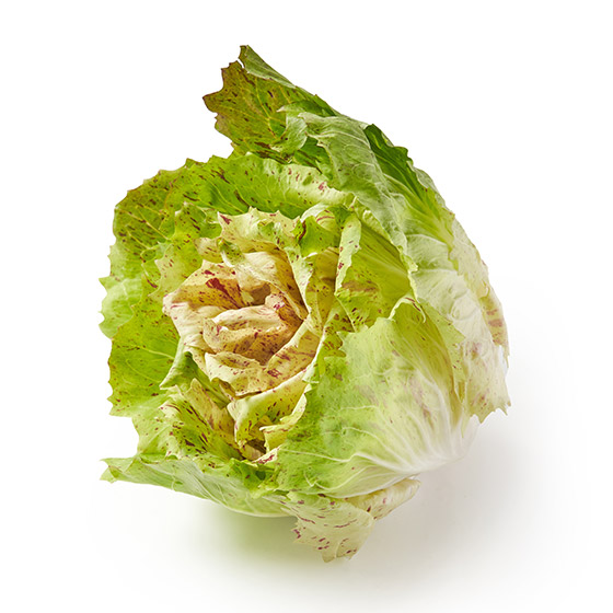充滿藝術性的斑點紋！菊苣生菜 (埼玉縣產)