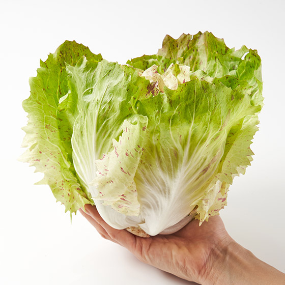 充滿藝術性的斑點紋！菊苣生菜 (埼玉縣產)