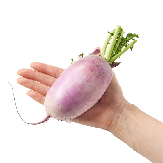 爽脆甜味！紫紅蘿蔔(靜岡縣產)