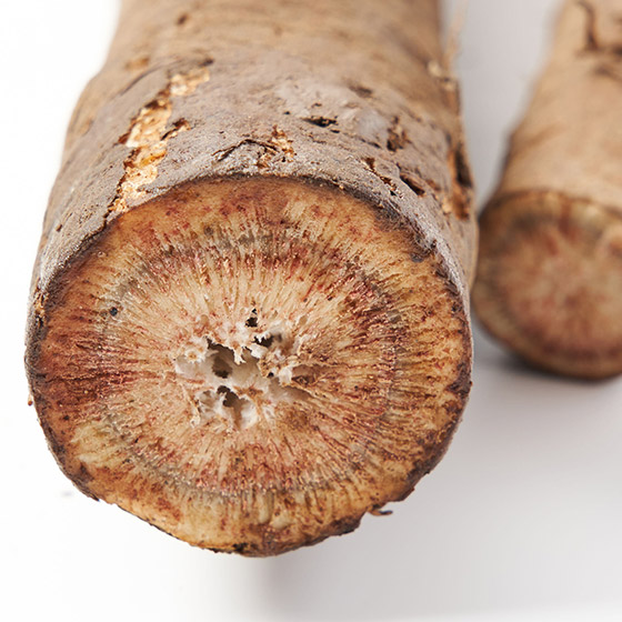 溫和甜味 極粗牛蒡（埼玉縣產）