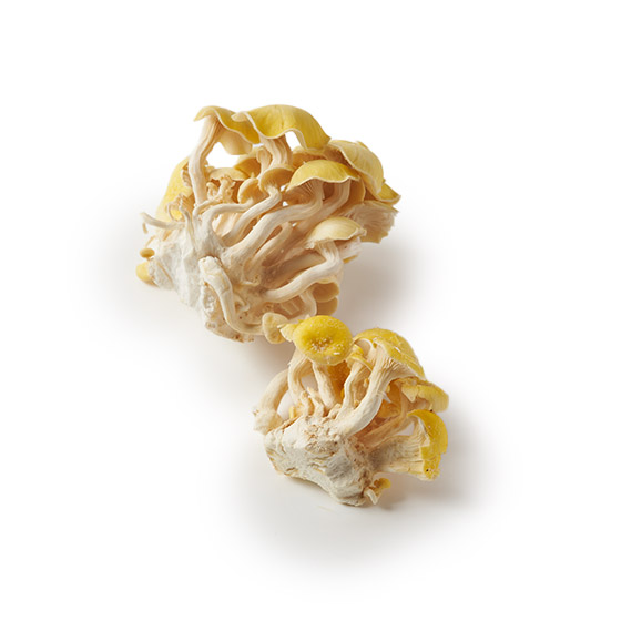 黃金香味與鮮美 珊瑚菇(長野縣產)