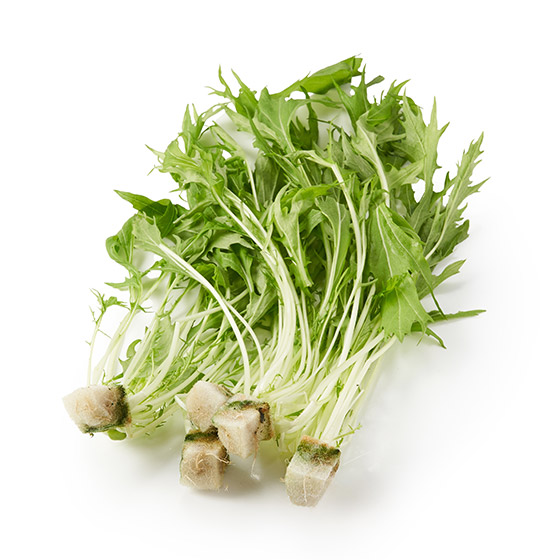 沙律或火鍋用 水菜（福井縣產）