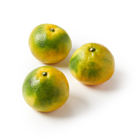 彈嫩海風蜜柑(熊本縣產)