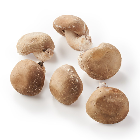 奢華的鮮味！巨型原木冬菇（岩手縣產）