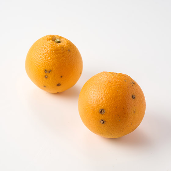 傳統果樹農家獻上 日本臍橙