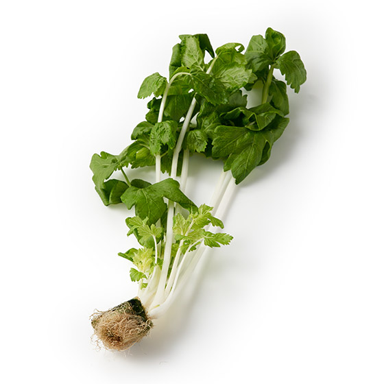 香味溫和爽脆口感 白芹菜（福井縣產）