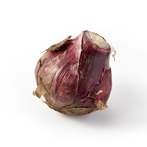 口感爽脆 甜味溫和 紅洋蔥(長崎縣產)
