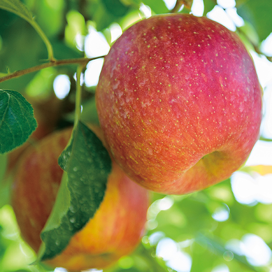 糖度13度以上！大玉貯蔵りんご(青森県産)