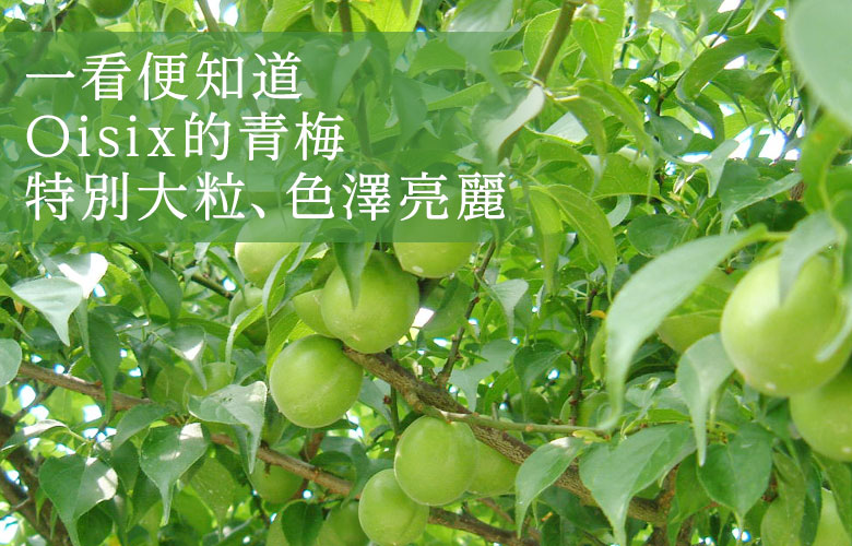 手もぎ紀州梅