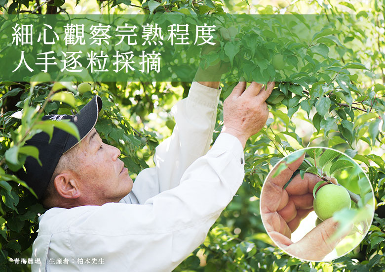 手もぎ紀州梅