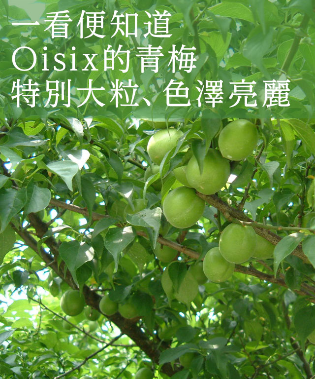 手もぎ紀州梅