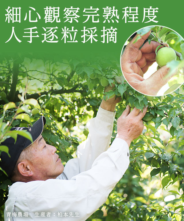 手もぎ紀州梅