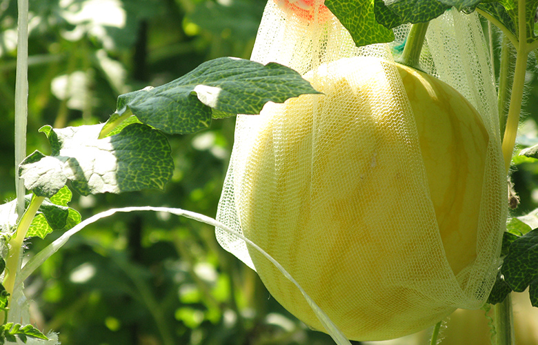 花費大量心機和時間所種植 美味可口的金福西瓜