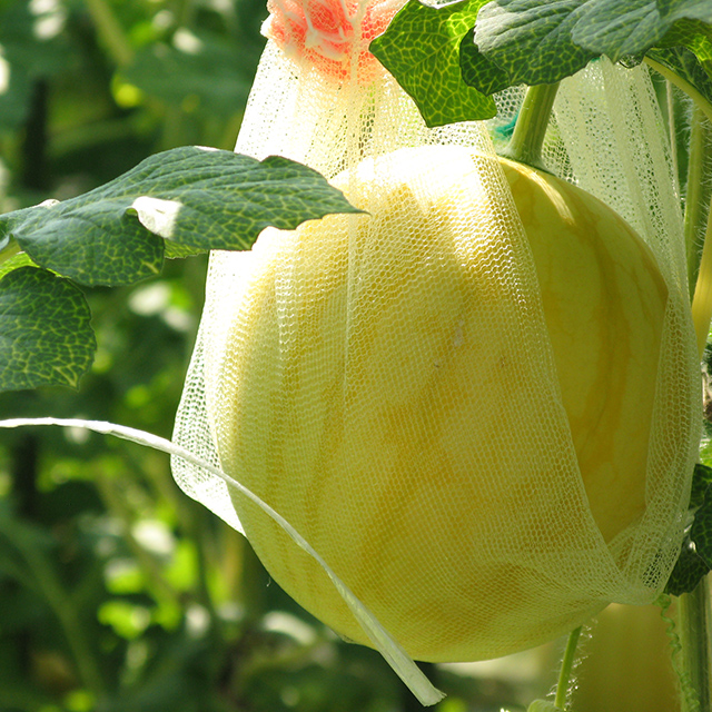 花費大量心機和時間所種植 美味可口的金福西瓜