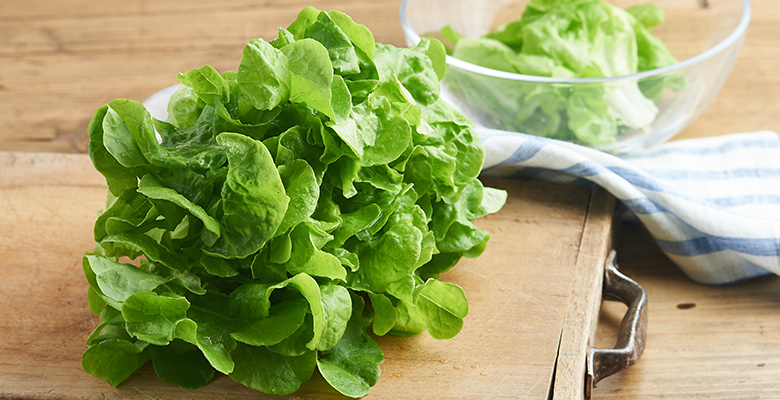 肉厚爽口不苦澀 波士頓生菜