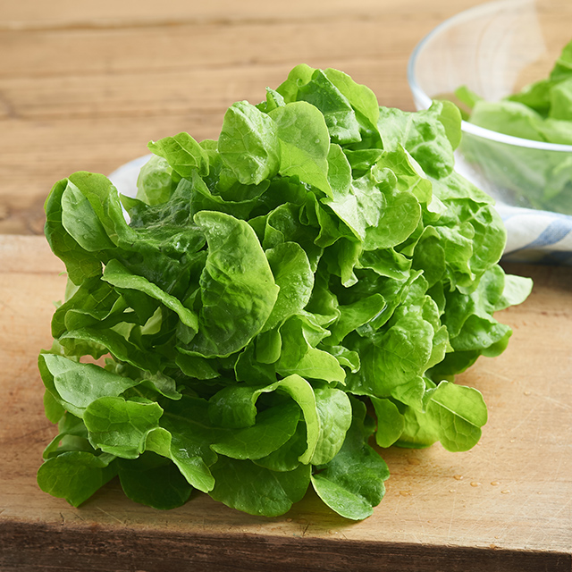 肉厚爽口不苦澀 波士頓生菜