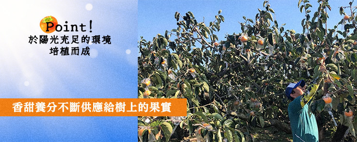 黒蜜柿